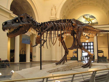 Animatronic Dinosaurs (12)